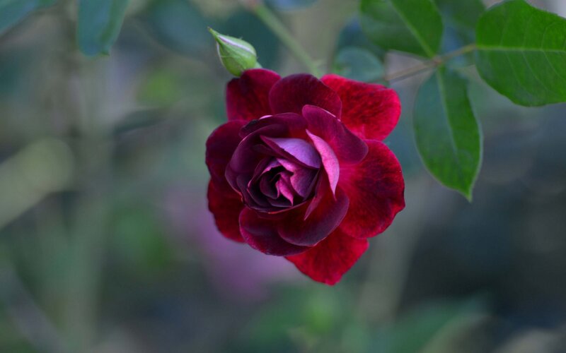 Dark Red Rose Flower — Calm, Photograph, Bud