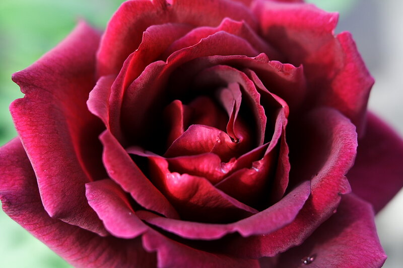 Dark Red Rose Flower — Calm, Photograph, Petals