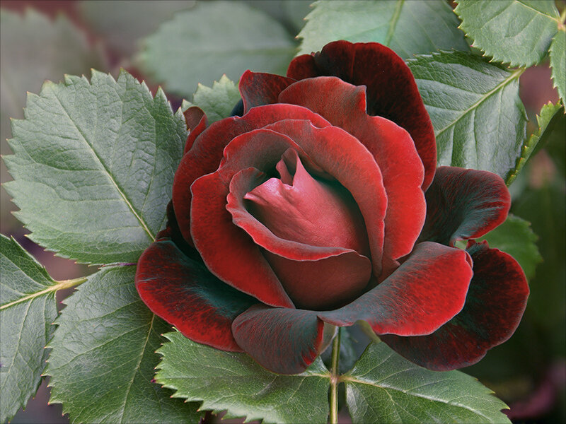 Dark Red Rose Flower — Calm, Photograph