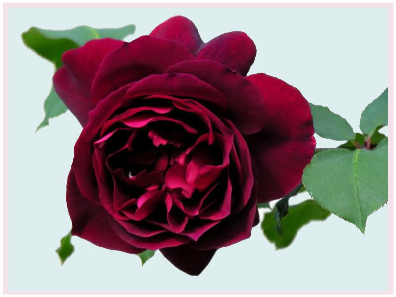 Dark Red Rose Flower — Calm