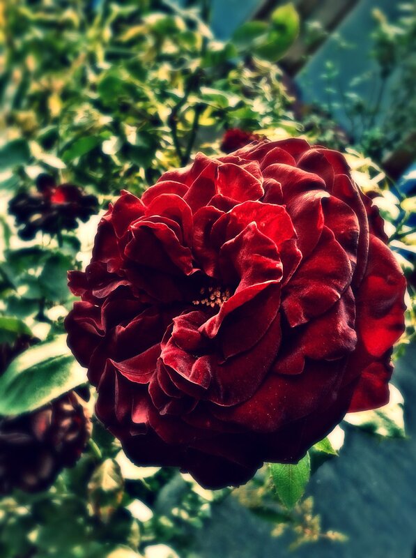 Dark Red Rose Flower — Dramatic, Afternoon, Photograph