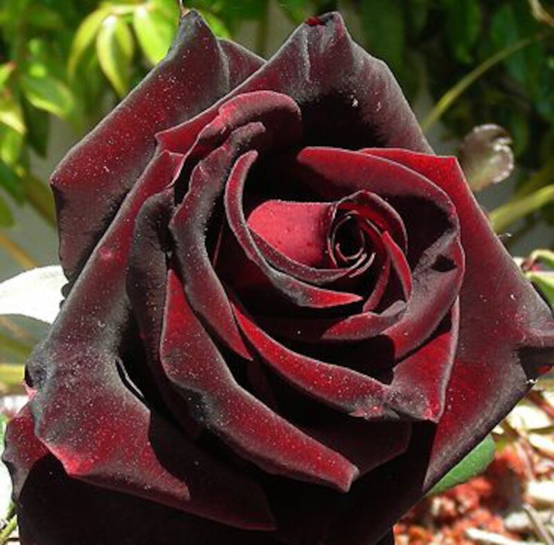Dark Red Rose Flower — Dramatic, Afternoon