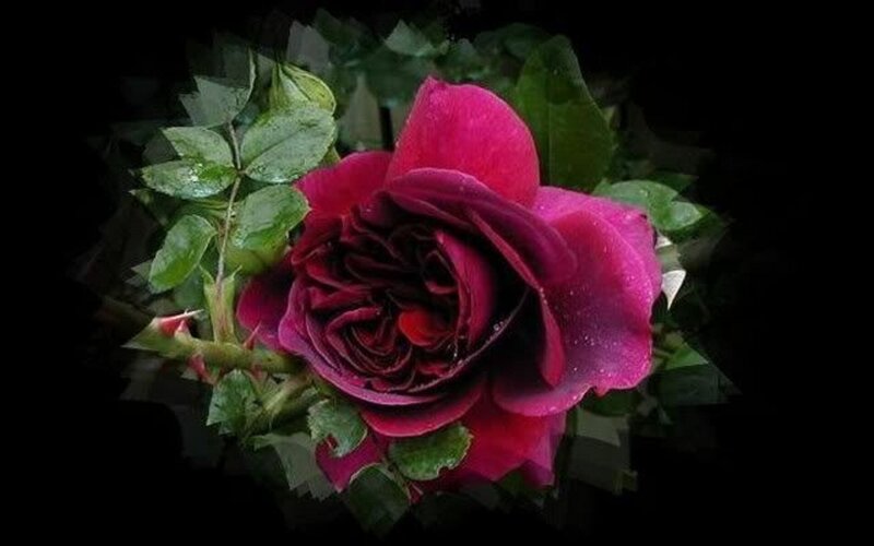Dark Red Rose Flower — Dramatic, Photograph, Green Leaves
