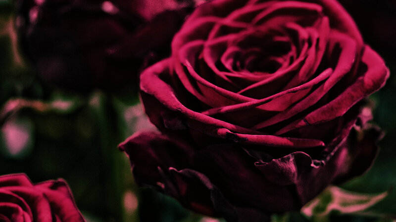 Dark Red Rose Flower — Dramatic, Photograph, Petals, Green Leaves