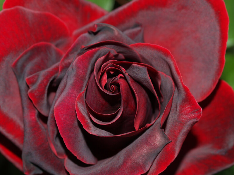 Dark Red Rose Flower — Dramatic, Photograph, Petals