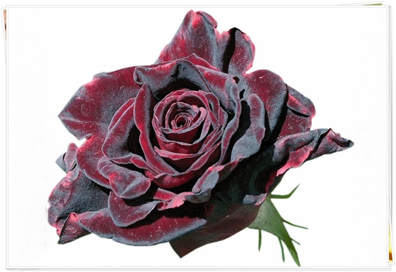 Dark Red Rose Flower — Dramatic, Photograph