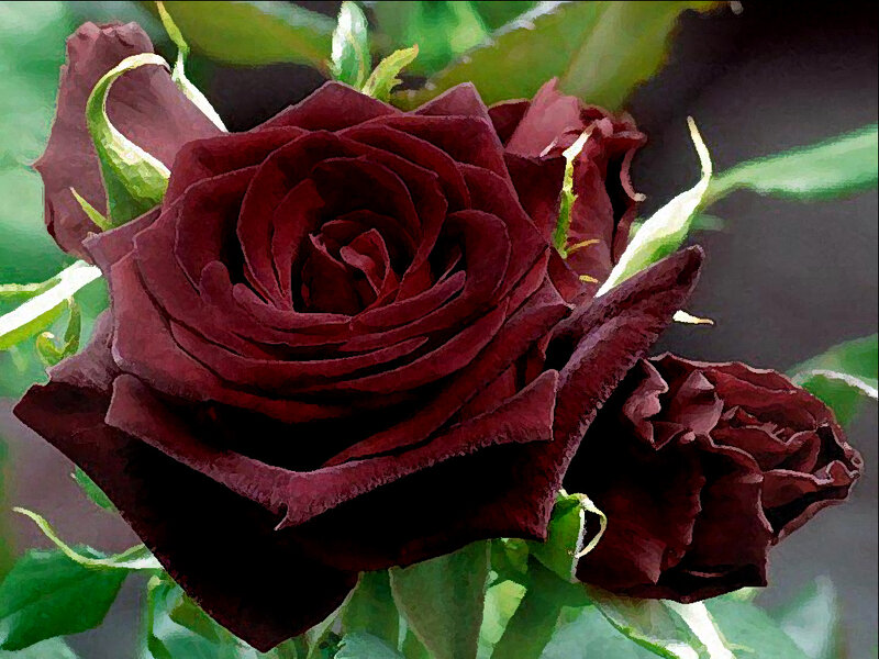 Dark Red Rose Flower — Dramatic