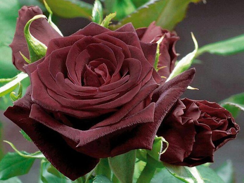 Dark Red Rose Flower — Maroon, Calm, Photograph