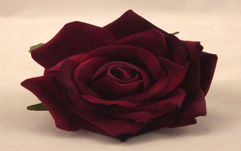 Dark Red Rose Flower — Maroon, Calm