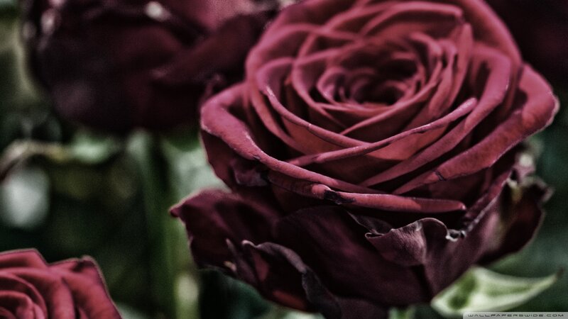 Dark Red Rose Flower — Maroon, Dramatic