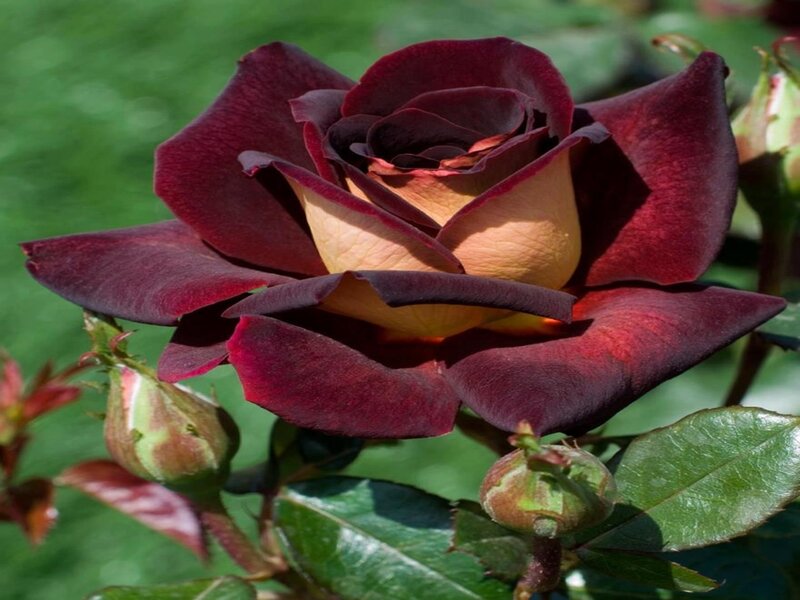 Dark Red Rose Flower — Maroon, Natural