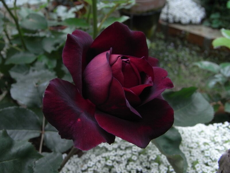 Dark Red Rose Flower — Maroon