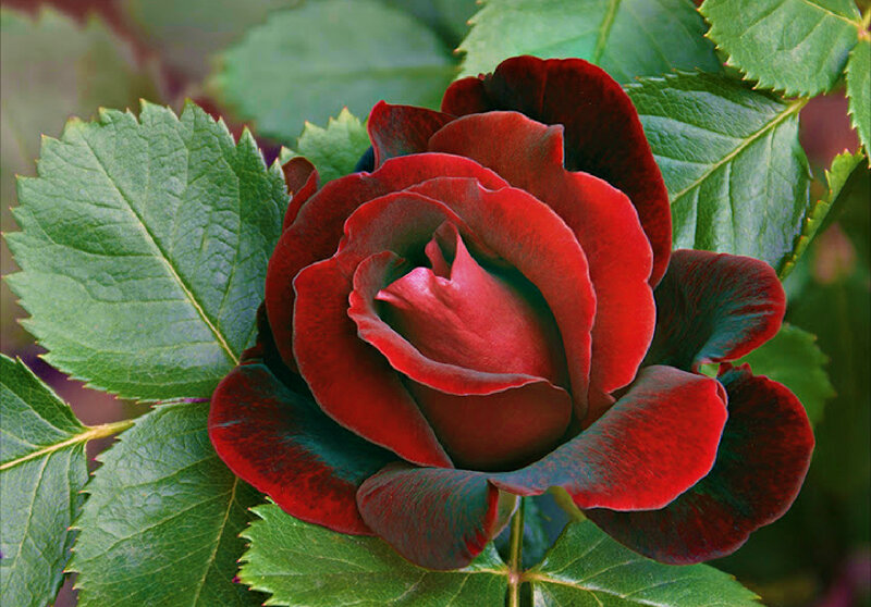 Dark Red Rose Flower — Natural, Photograph, Green Leaves