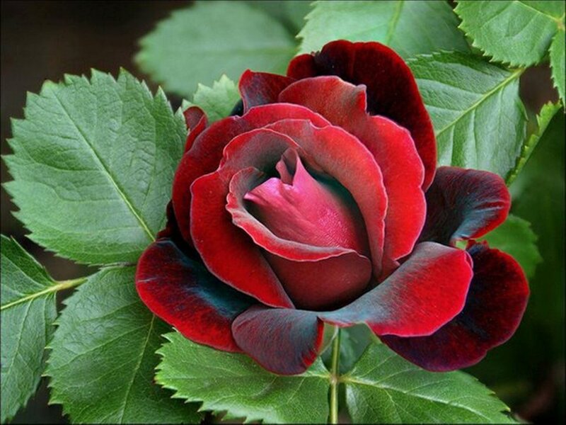 Dark Red Rose Flower — Natural, Photograph