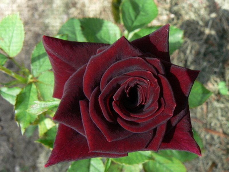Dark Red Rose Flower — Natural