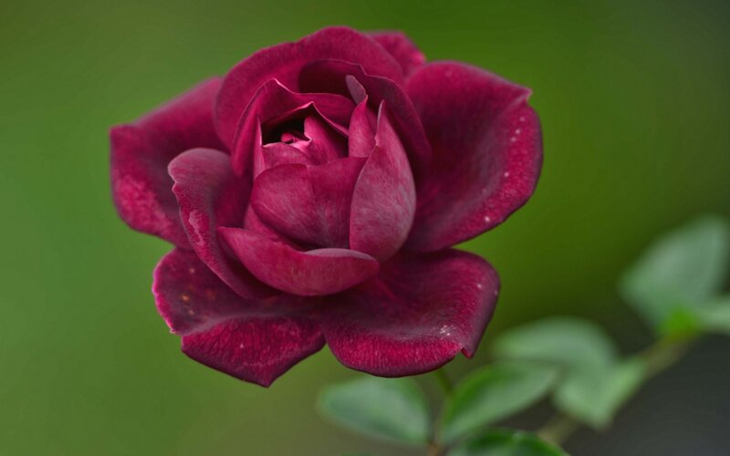 Dark Red Rose Flower — Purple
