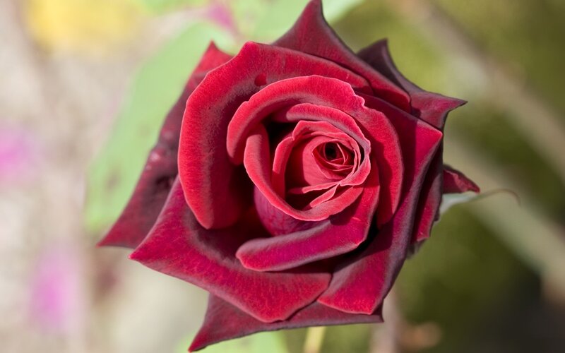 Dark Red Rose Flower — Serene, Afternoon, Photograph