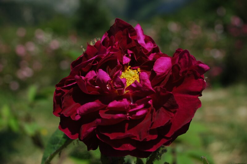 Dark Red Rose Flower — Serene, Afternoon, Photograph, Yellow Center