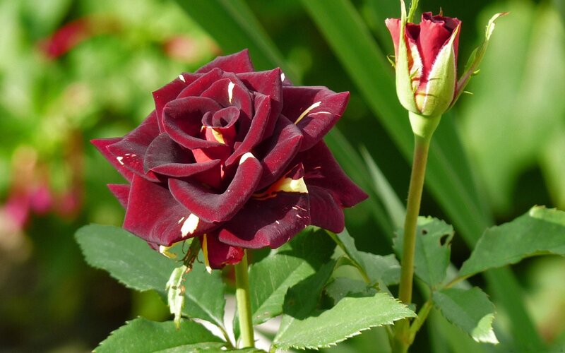 Dark Red Rose Flower — Serene, Afternoon