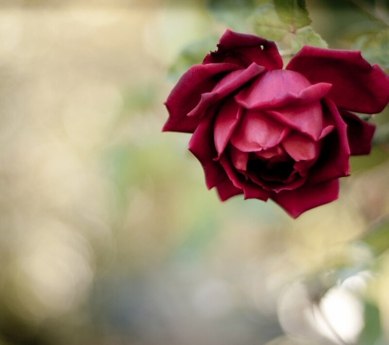 Dark Red Rose Flower — Serene