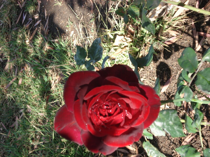 Dark Red Rose Flower