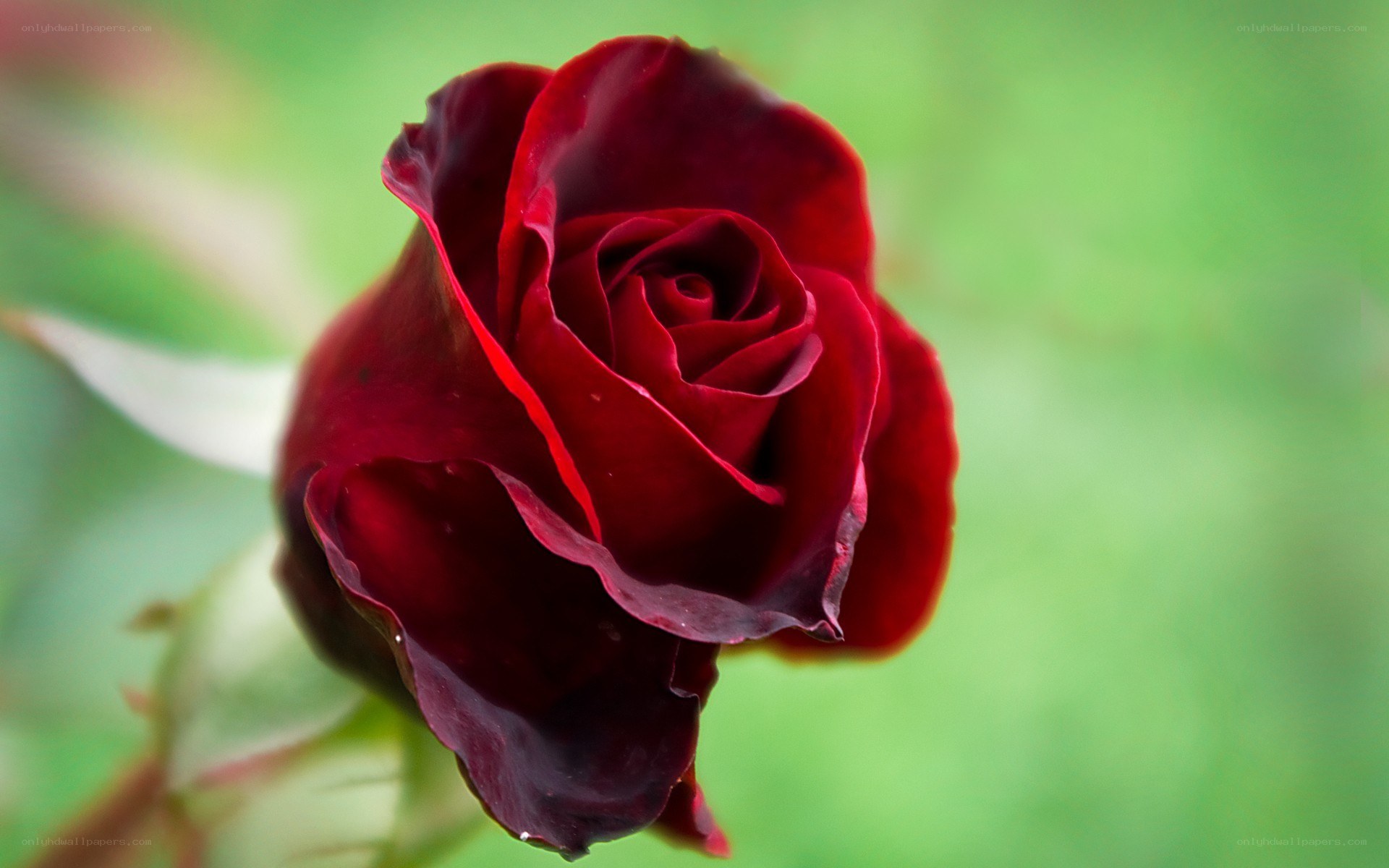 dark red rose in bloom