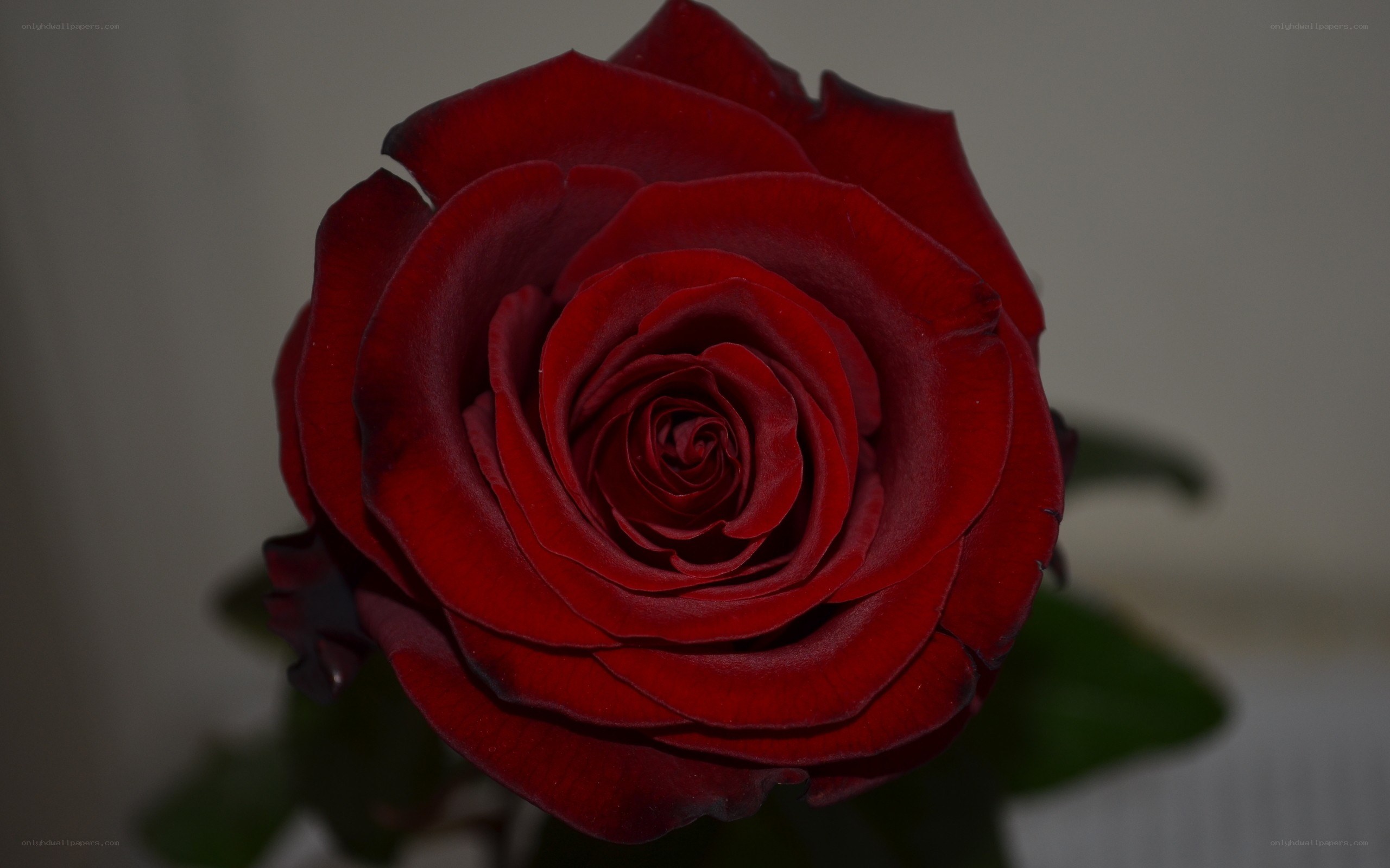 dark red rose in bloom
