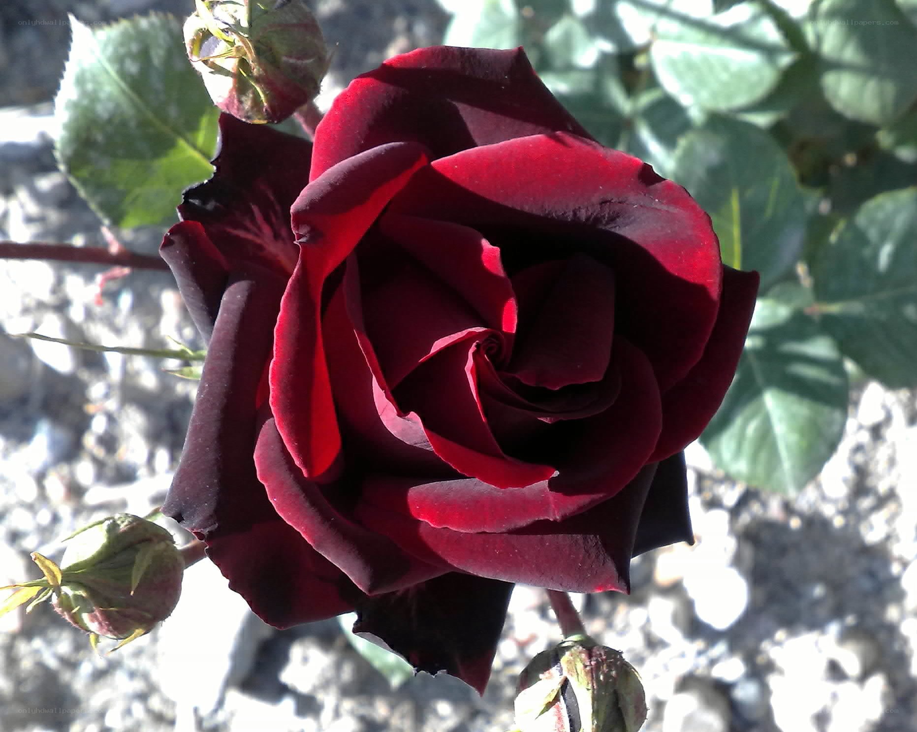 dark red rose in bloom