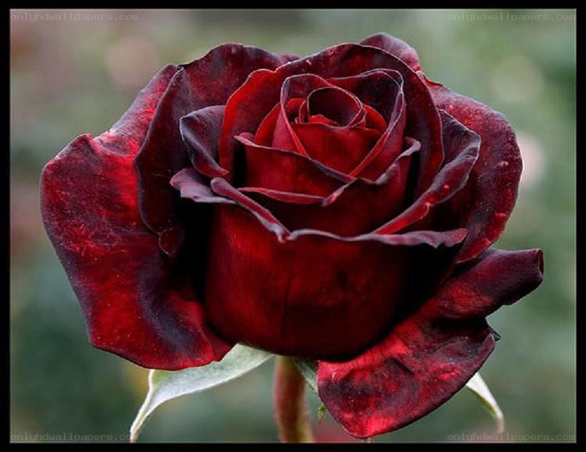 dark red rose in bloom