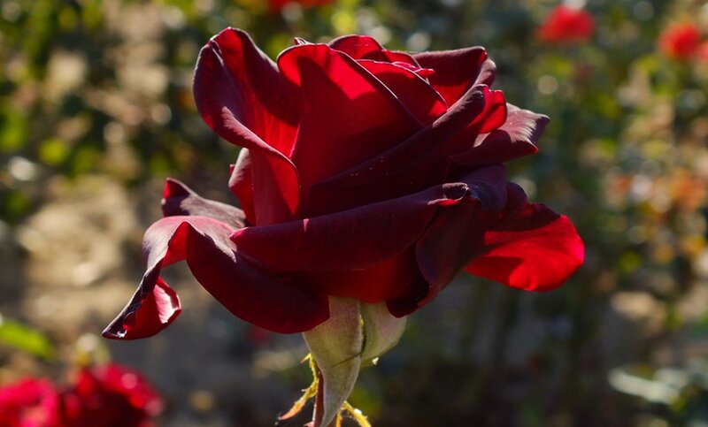Dark Red Rose in Bloom — Serene
