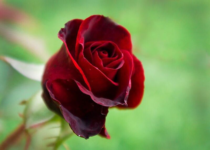 dark red rose in bloom