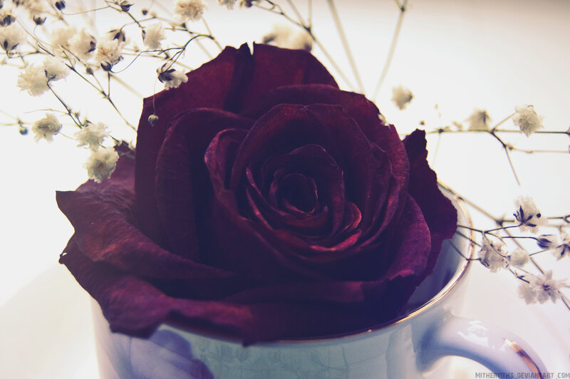 Dark Red Rose in Cup