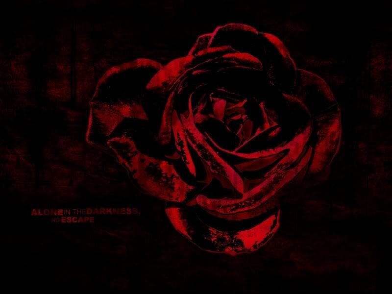 dark red rose in darkness