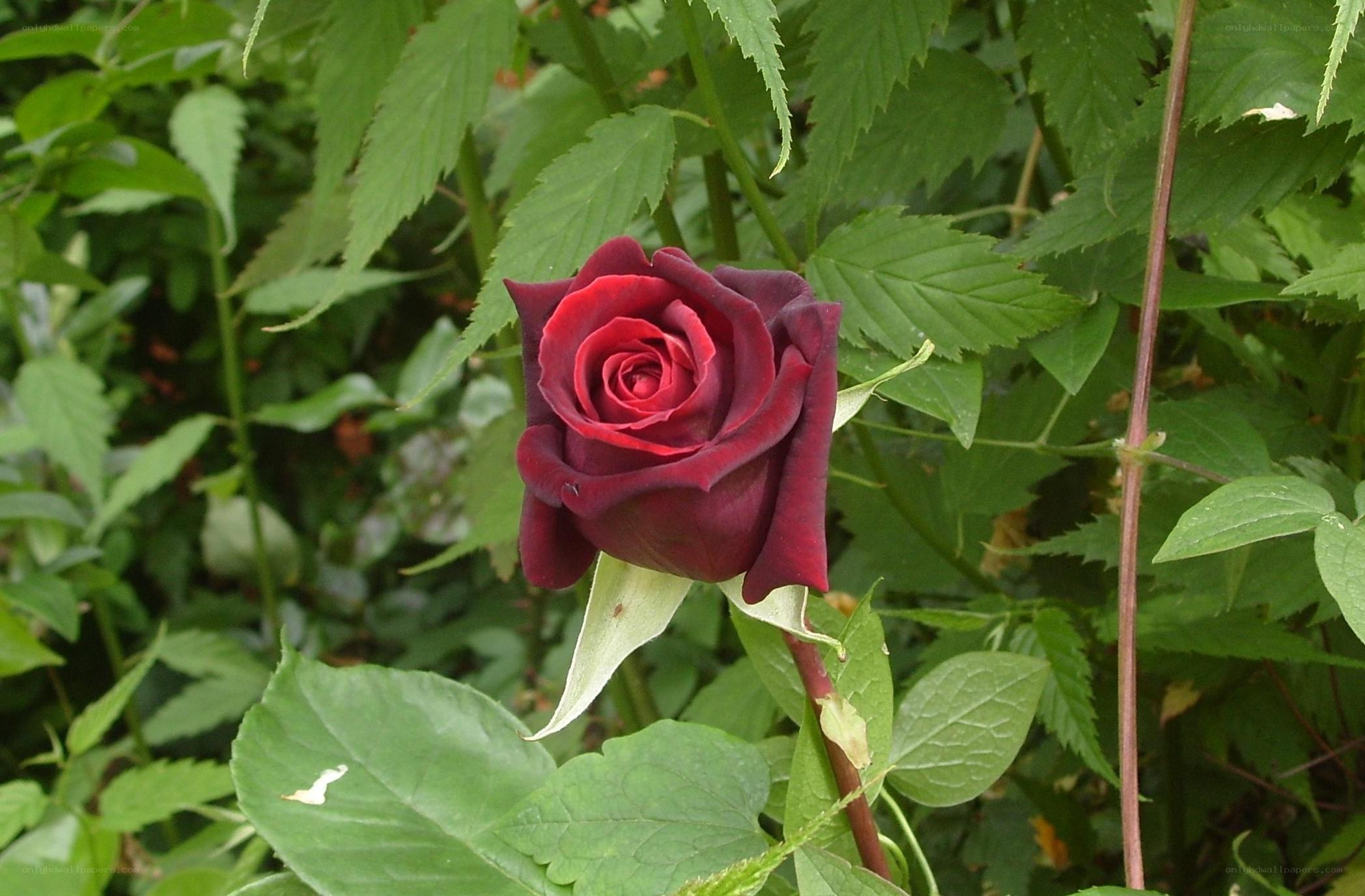 dark red rose in foliage