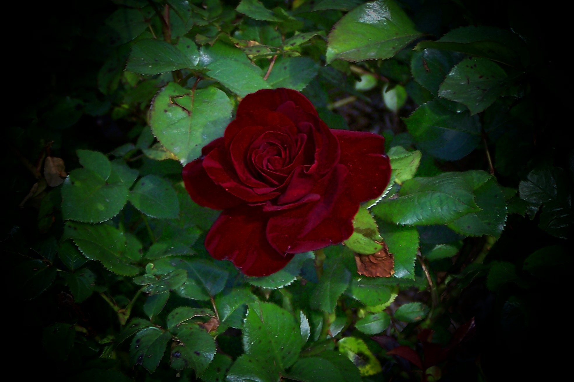 dark red rose in foliage
