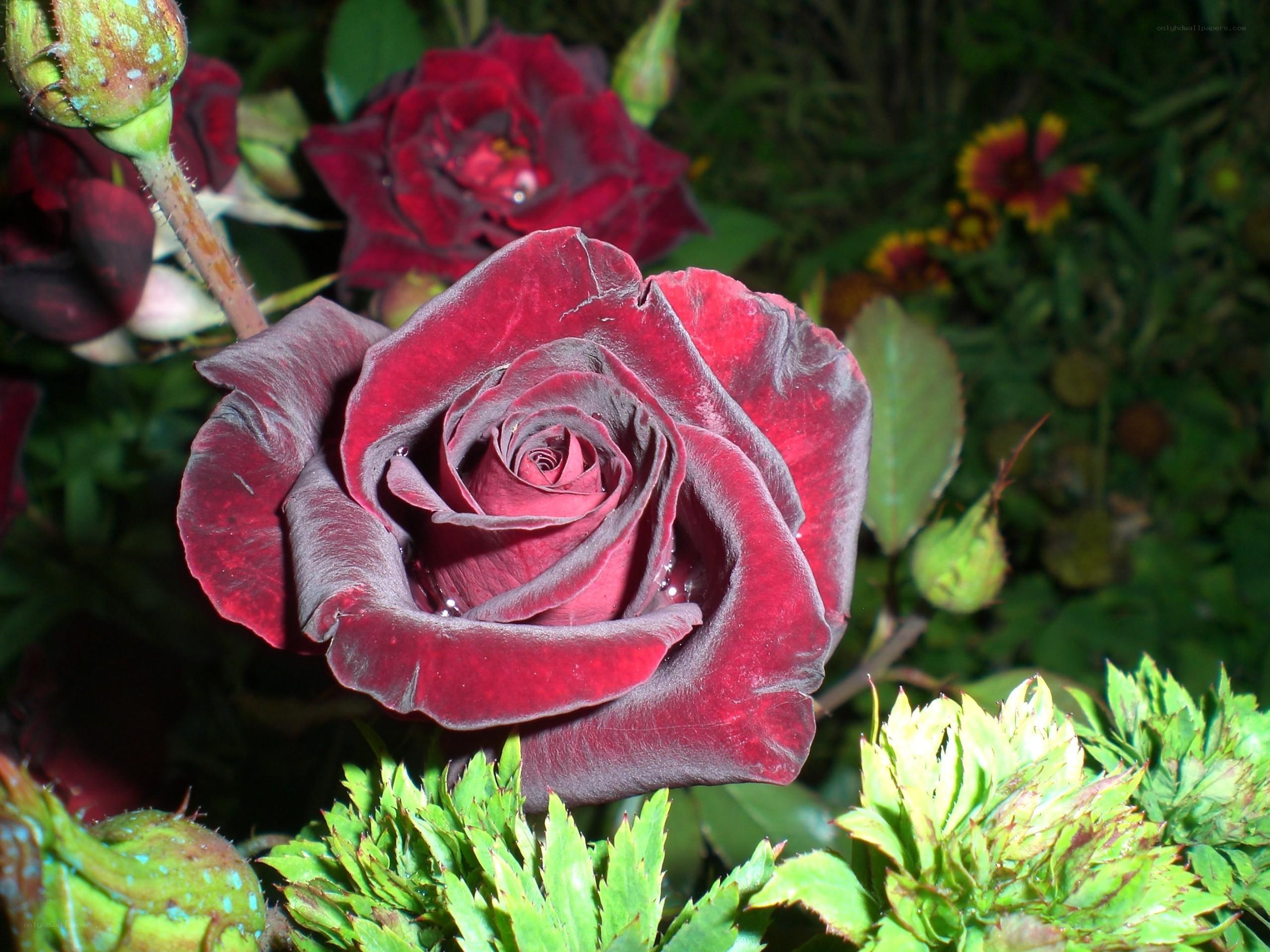 Dark red rose in garden