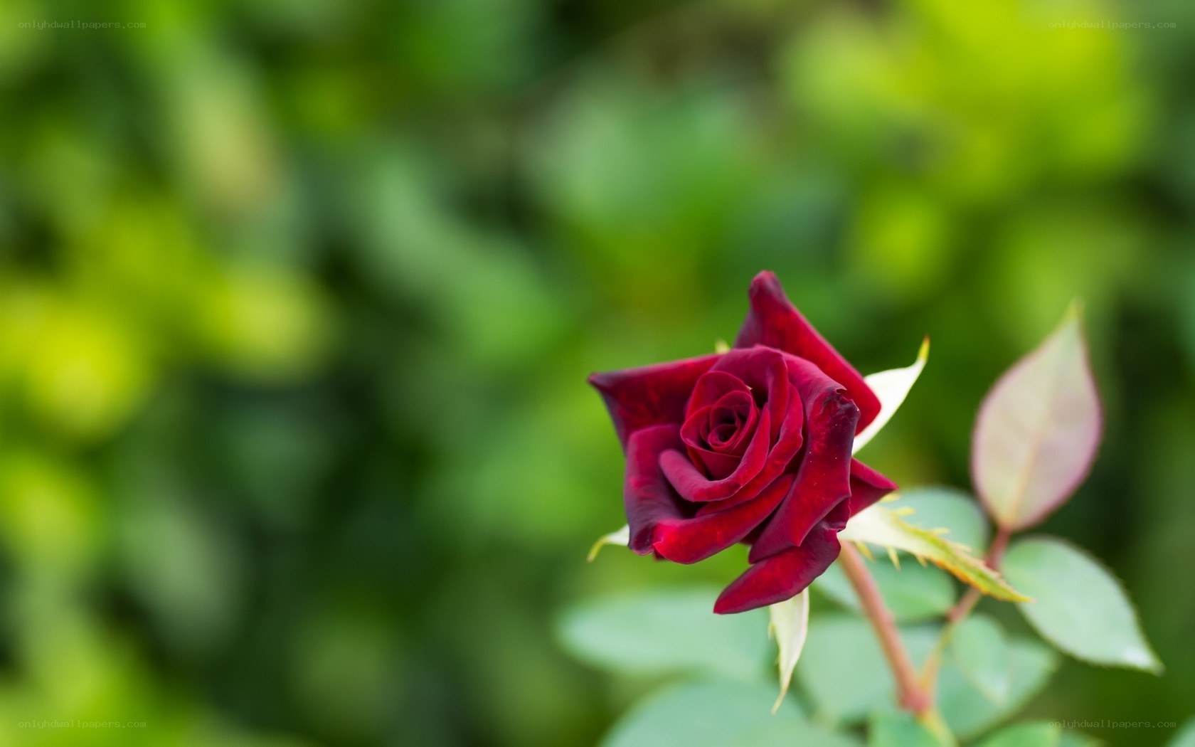 dark red rose in garden