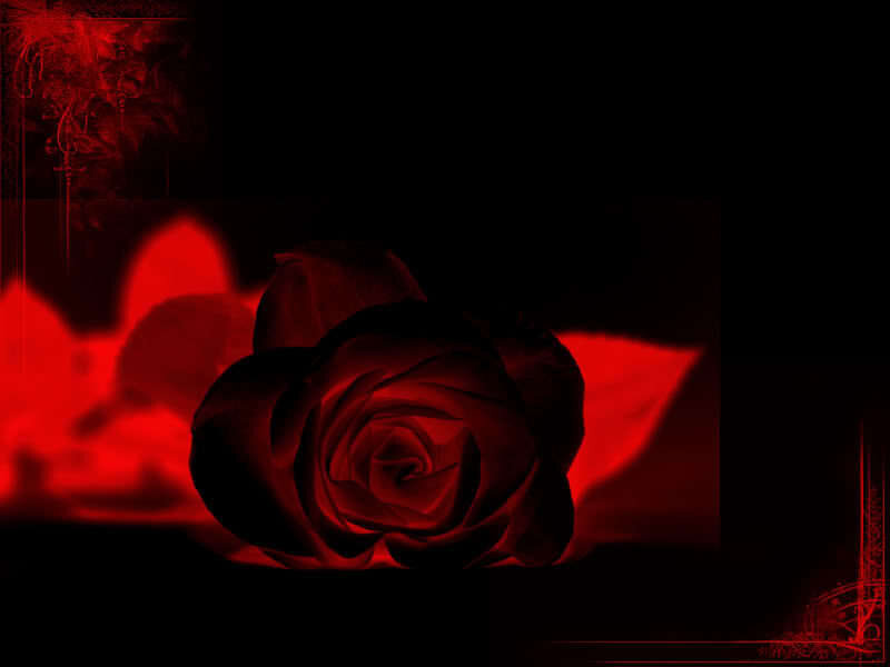 dark red rose in shadow