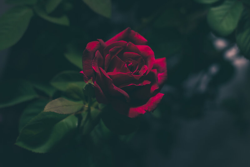 dark red rose in shadow