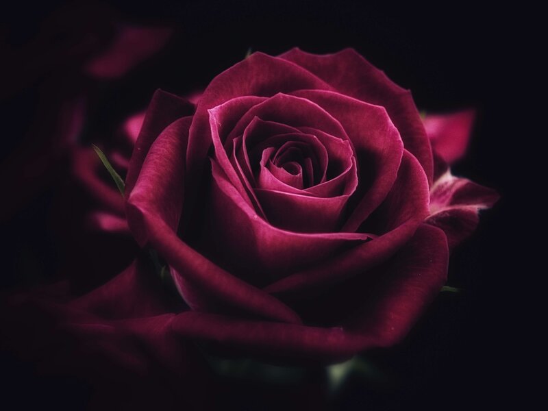 Dark Red Rose — Maroon, Dramatic, Night