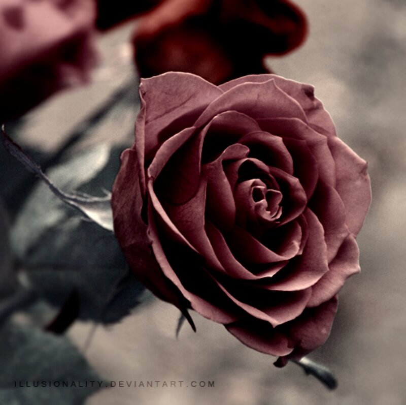 Dark Red Rose — Maroon, Dramatic