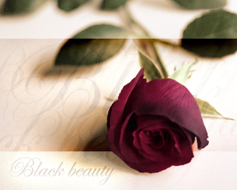Dark Red Rose — Maroon