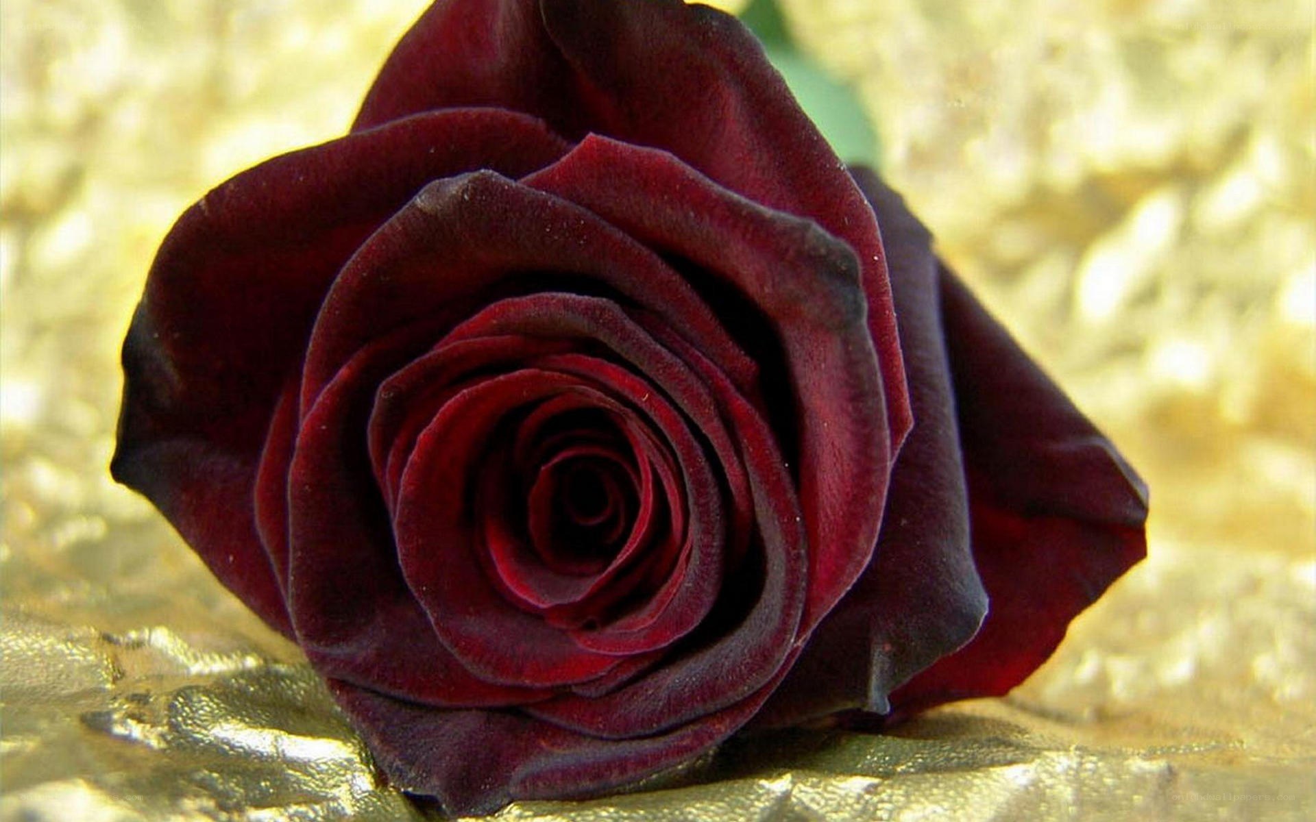 dark red rose on gold