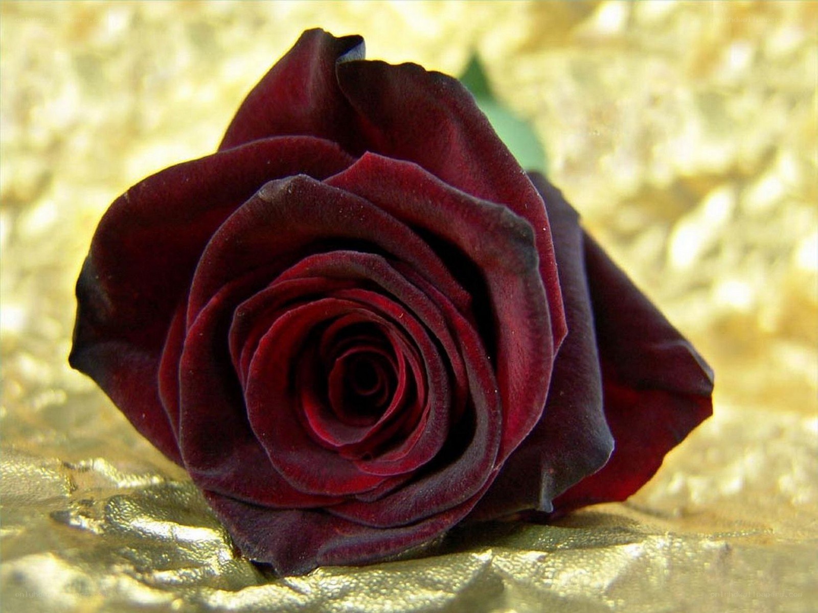 dark red rose on gold