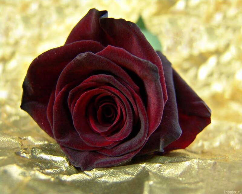 dark red rose on gold