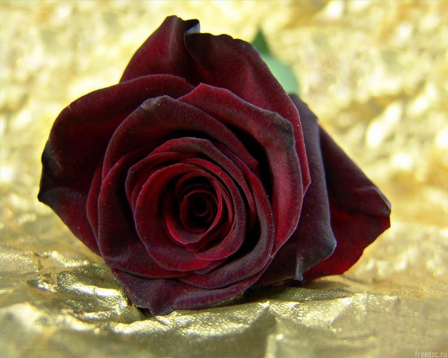 Dark red rose on gold