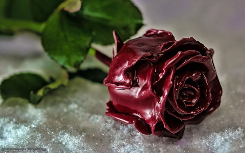 dark red rose on snow