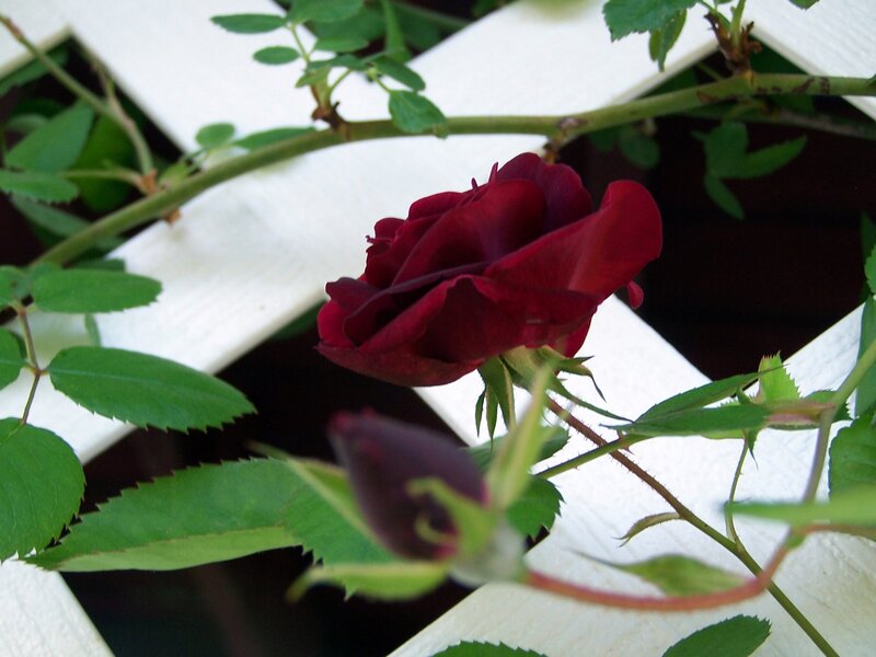 dark red rose on white fence