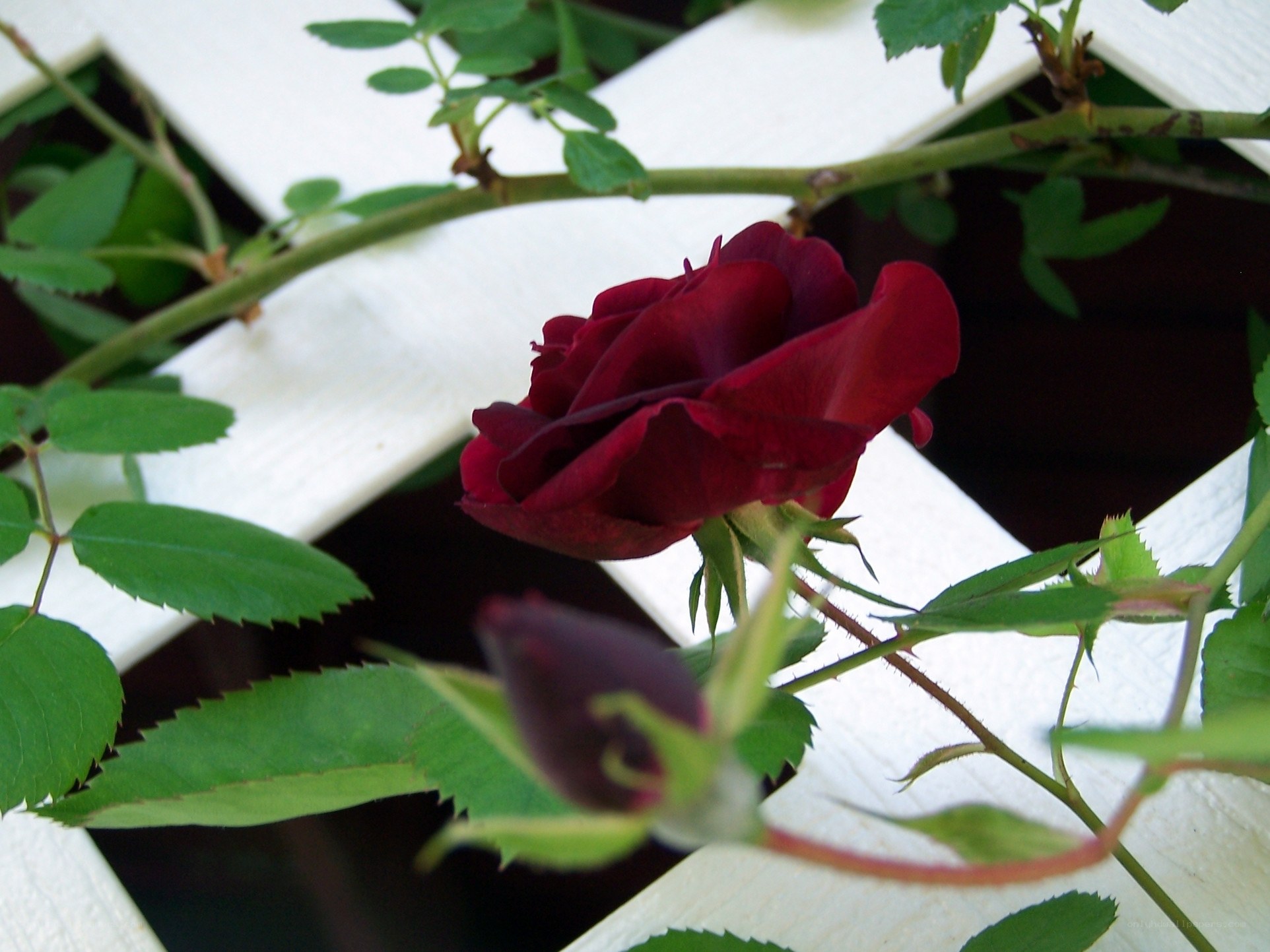 dark red rose on white fence