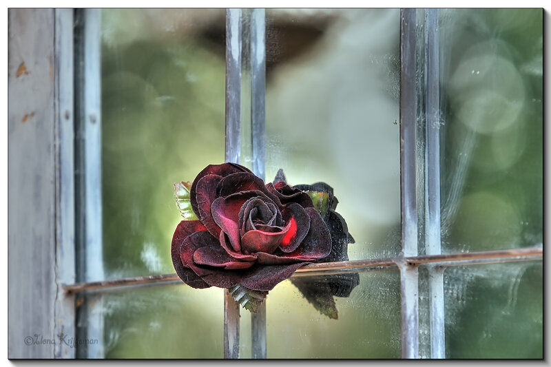 Dark Red Rose on Window